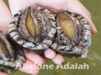 Abalone-Adalah