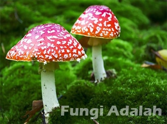 Fungi-Adalah