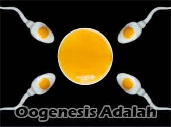 Oogenesis-Adalah