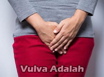 Vulva-Adalah