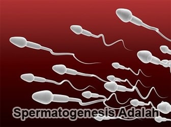 Spermatogenesis-Adalah